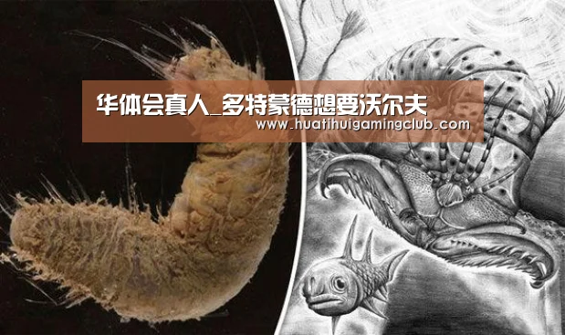 华体会下载
